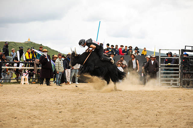 牛背英豪，角逐草原荣耀|驯牛比赛成为红原牦牛文化活动最大亮点 